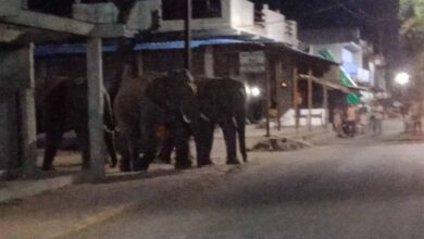 annupur hathi