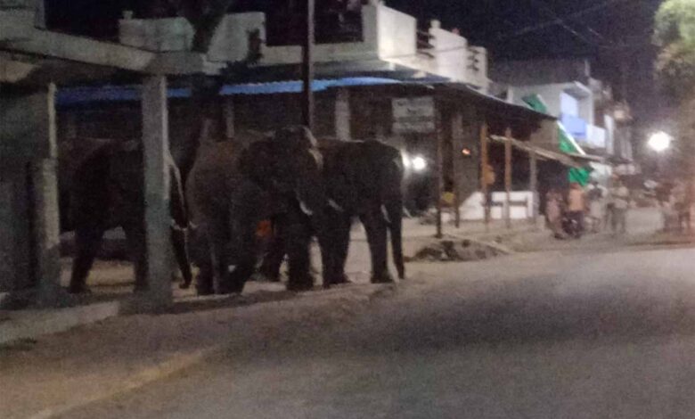 annupur hathi