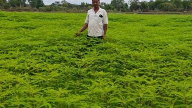 Green Manure