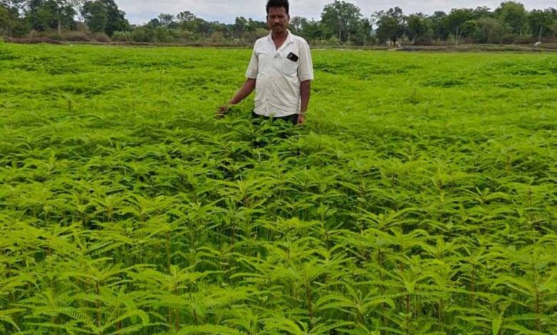 Green Manure
