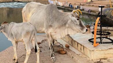 cows